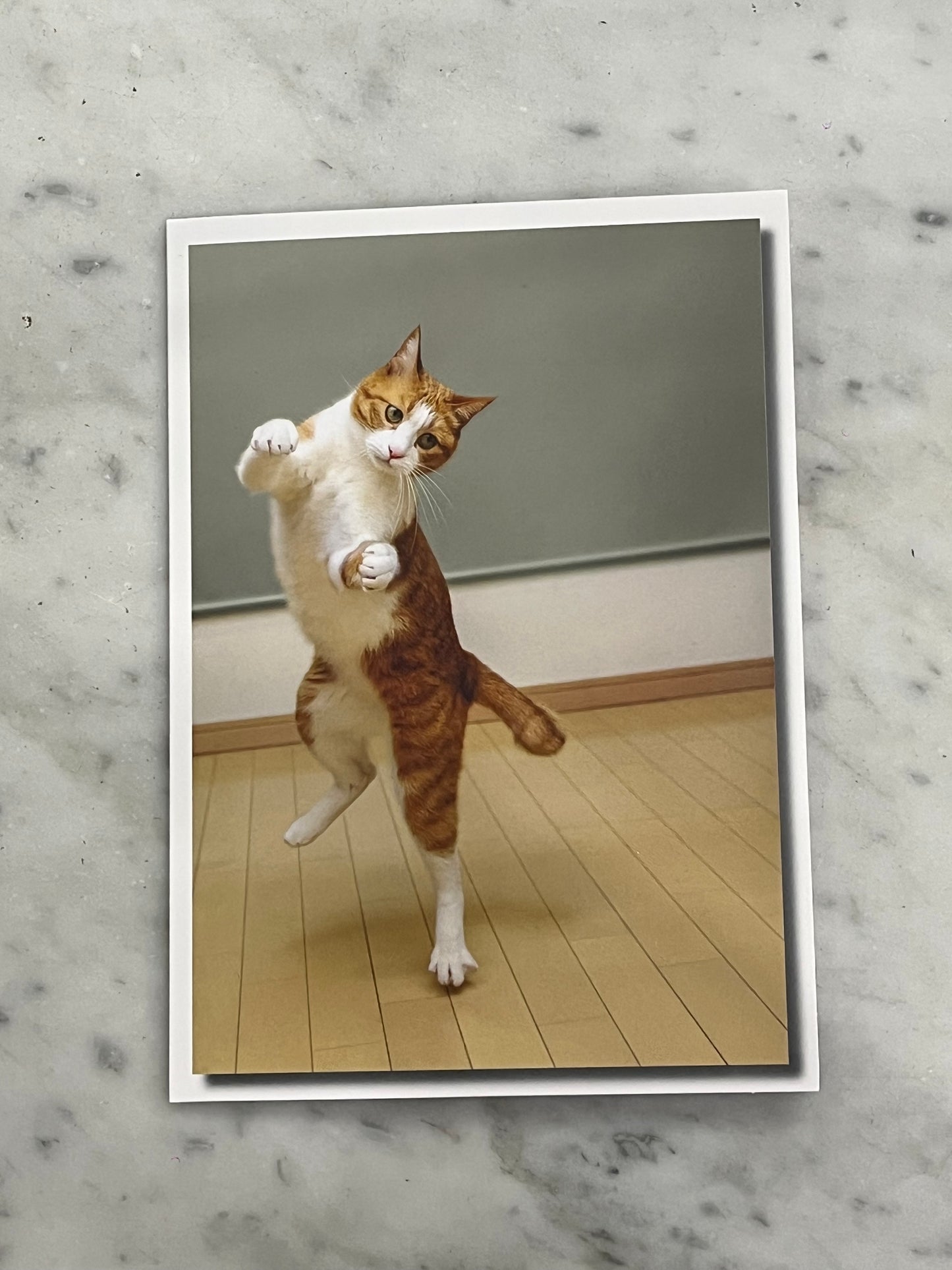 Dancing Cat Birthday Card