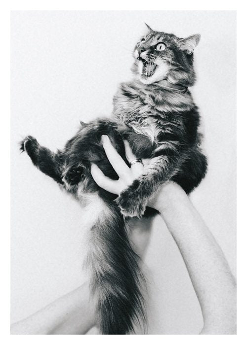 Black & White Cat Birthday Card