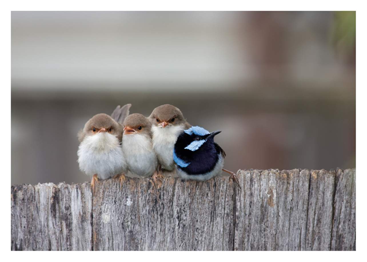 Four Birds Birthday Card