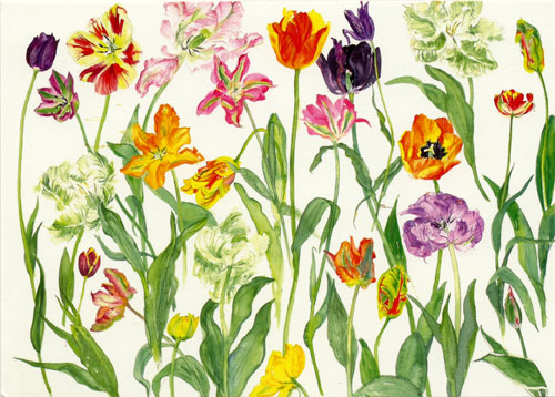 Tulips 2009 Card