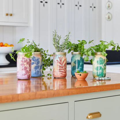 Garden Jars - Hydroponic Herb Growing Kit