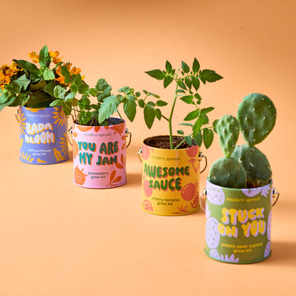 Complimentary Colours Grow Kit