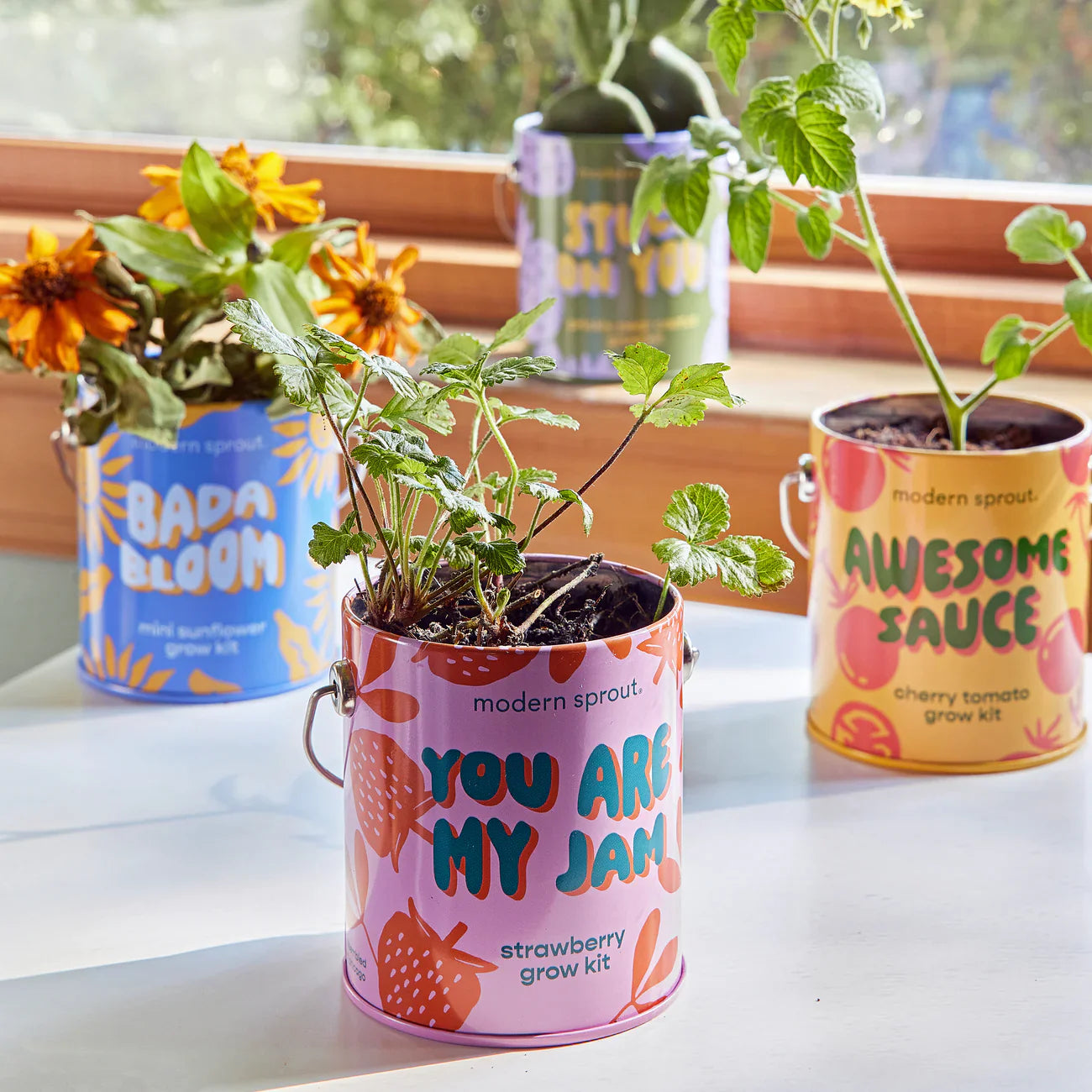 Complimentary Colours Grow Kit