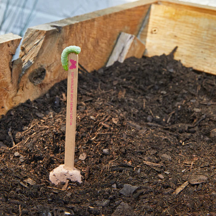 Seed Pops - Plantable Celebration Gift