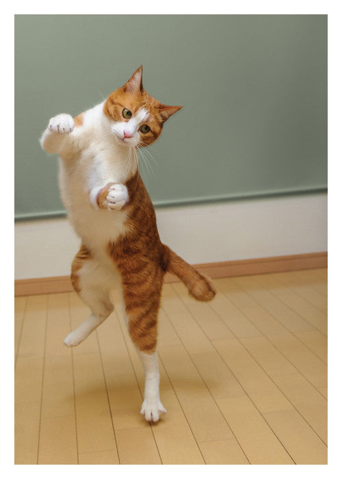 Dancing Cat Birthday Card