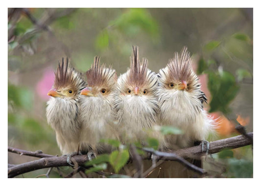 Four Cuckoos Birthday Card