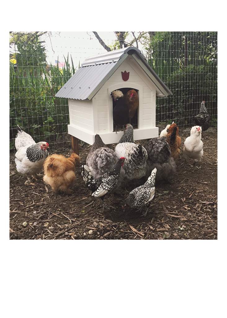 Chicken Farm Birthday Card